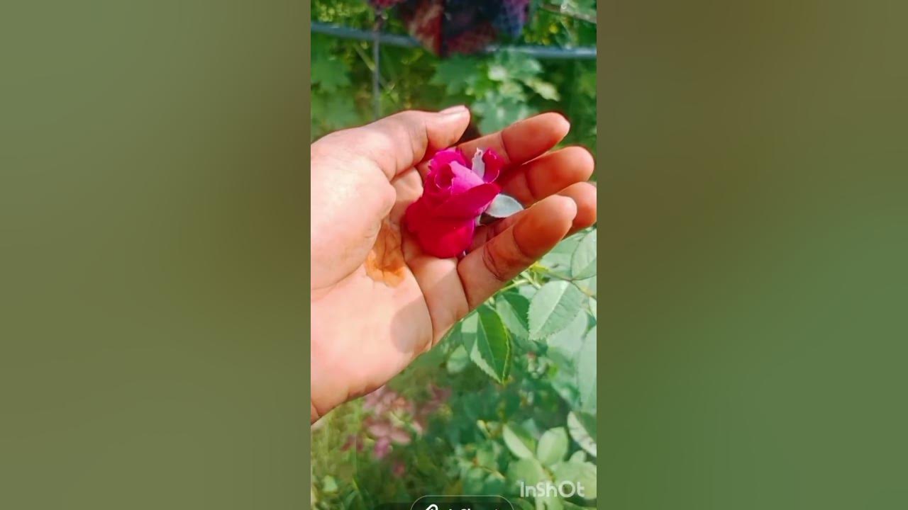 shaiyara #song love nature are rose my baby 😍😍😍 so much 😘😘 so much for you यू