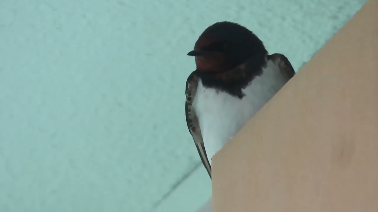 ツバメ_164_巣を襲われる_2026.6.12_Barn Swallow_4K - YouTube