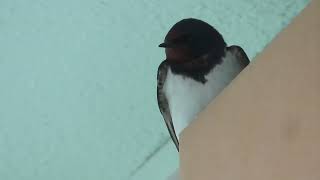 ツバメ_164_巣を襲われる_2026.6.12_Barn Swallow_4K - YouTube