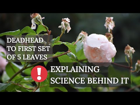 Vídeo: Deadheading Roses: com deadhead roses per a més flors