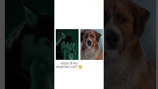 the white wolf jist didn't respond🥲 #dog