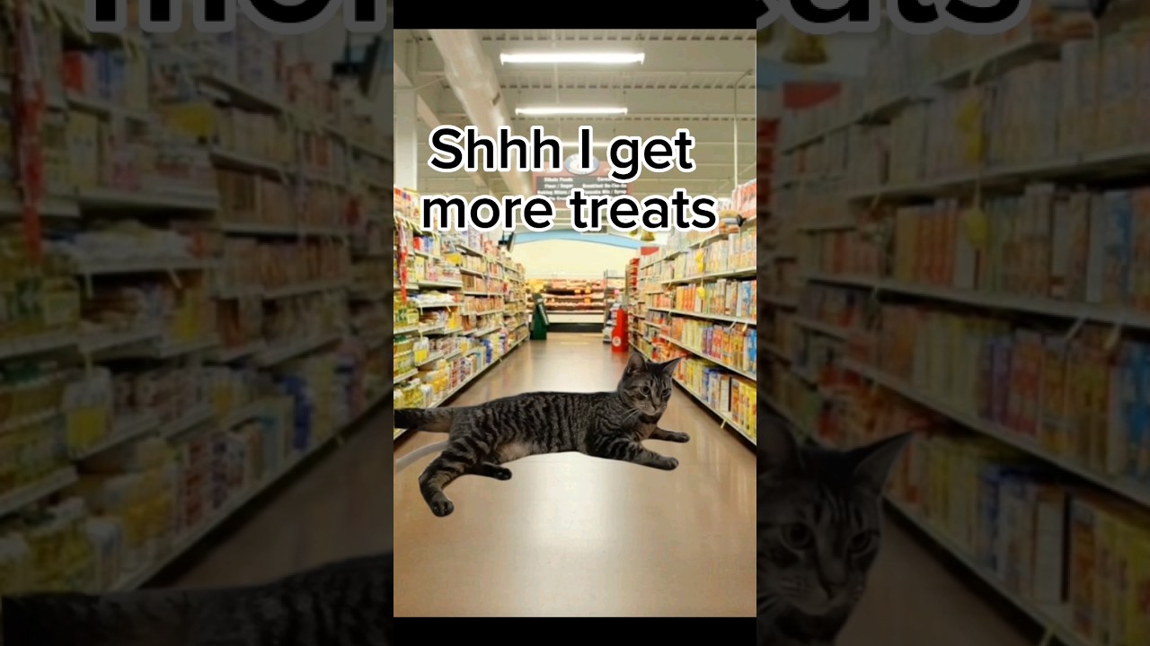 Funny cat goes to grocery store!!