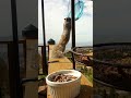 The Not-So Flying Squirrel! #squirrel #groundsquirrels