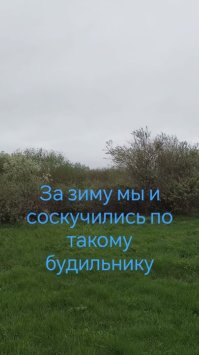 Природный будильник. #внедома #путешествия #природа #песни #птицы - YouTube