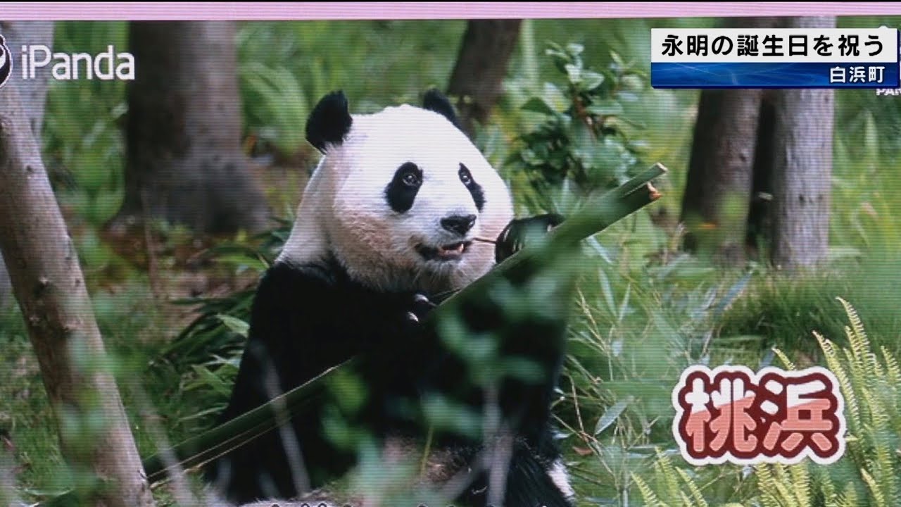 中国に旅立ったパンダ永明 誕生日イベント 双子の姉妹 桜浜と桃浜の