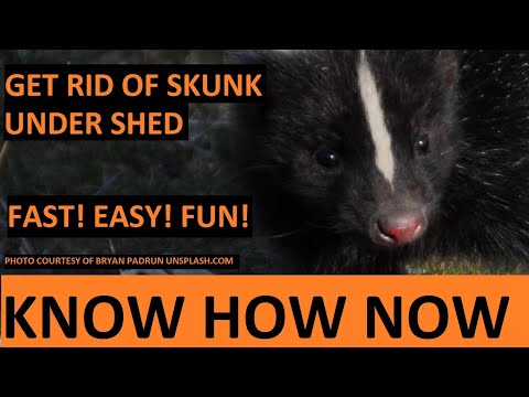 Get Rid of Skunk Under Shed