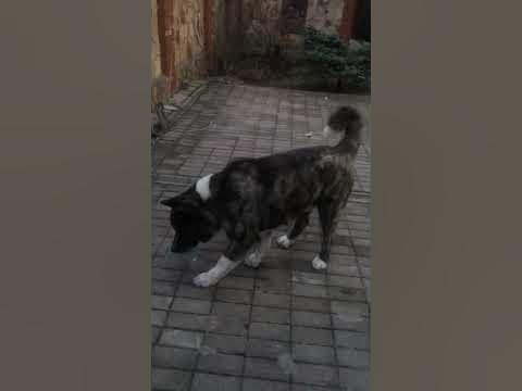 Самая красивая и добрая собака - YouTube