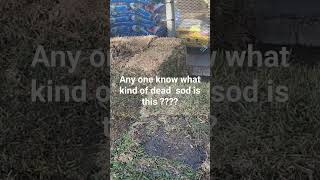 youtubeshorts gardening lawncare mowing lawn sod