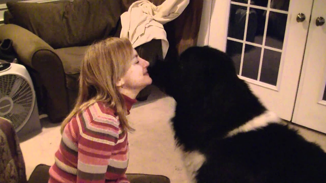 Resultado de imagen para newfoundland kissing