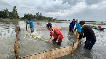 Cách Bắt Cá Hiệu Quả Nhưng Ở Trong Mơ - TT2059