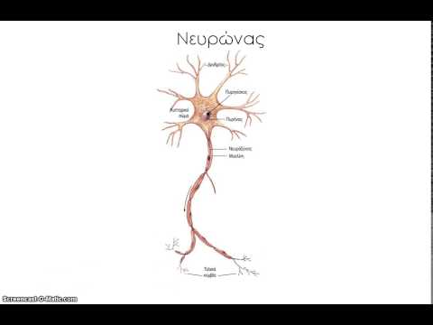 Μαθήματα Βιολογίας: Δομή και λειτουργία νευρικών κυττάρων