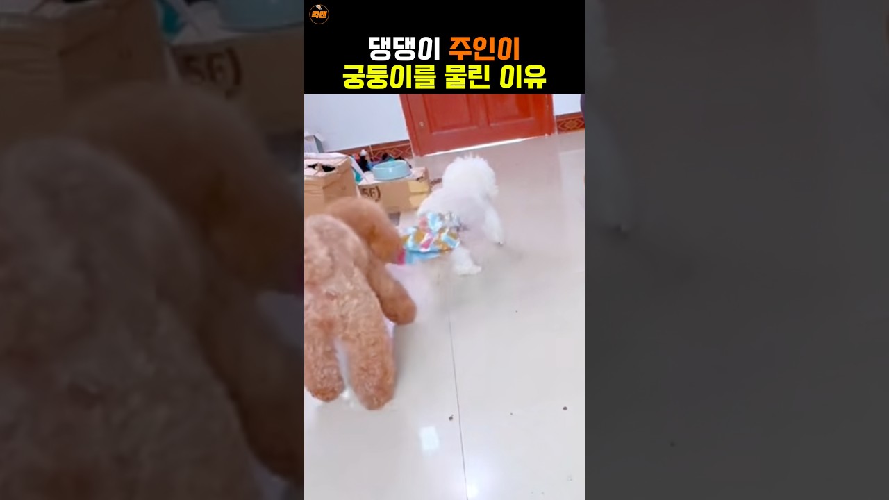 미미와 송이 4탄ㅋㅋ