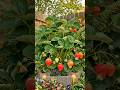 Wait For It ##shorts #diy #gardening