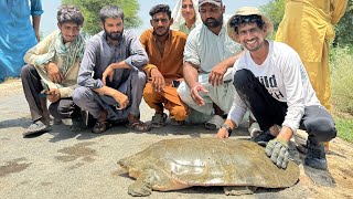 Big Size Turtle Rescued 