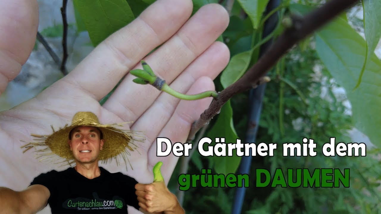 Pawpaw-Früchte werden dicker: Bleiben alle drei hängen?