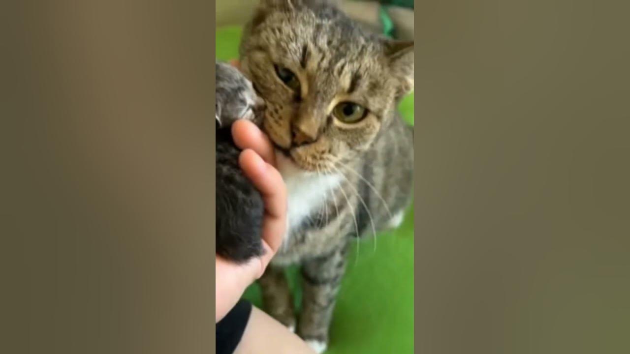 А-НУ-КА-Давайка !!!!!🥳🤳🏻🐱🐈 - YouTube