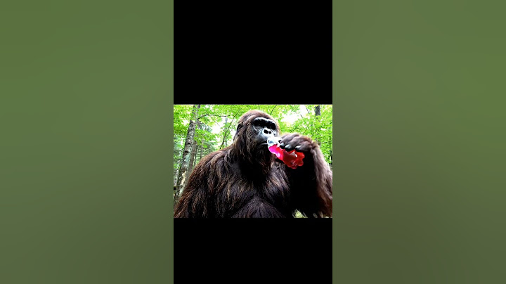 probably shouldn't have drank that #bigfoot #vlogs #funny #trending #meme
