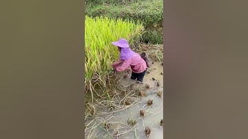 Kỹ Thuật Cắt Lúa Ngập Nước Độc Đáo!  #satisfying #shorts