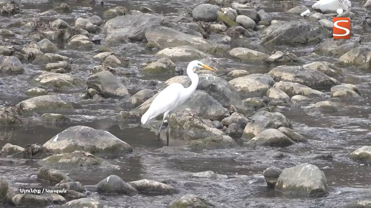 Տառեղ՝ Կապանի սպիտակափետուր հյուրը