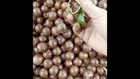 Thu hoạch 10 tấn hạt mac ca tươi có 1 tỷ chơi