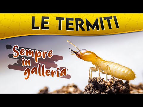 Video: Le termiti entrano negli alberi?