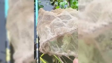 Hành trình câu cá 63 tỉnh thành - T2: Sông Sắt Hà Nam