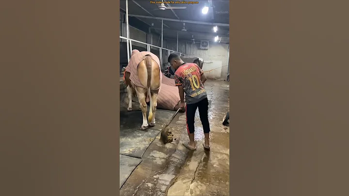 Cow Dung Cleaning | Village Life #shorts