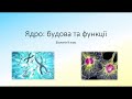 Біологія 9 клас. Ядро: будова та функції. Хромосоми. Будова хромосоми. Каріотип. Набір хромосом