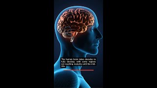 Why the Human Brain Takes Decades to Develop