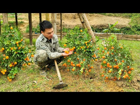 Planting orange trees, planting kumquat trees, peach trees, caring for bananas, gardening