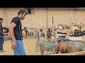 Nomadic life in Iran: Buying sheep to keep on the farm