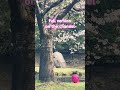 Relax for a moment beneath the cherry blossoms