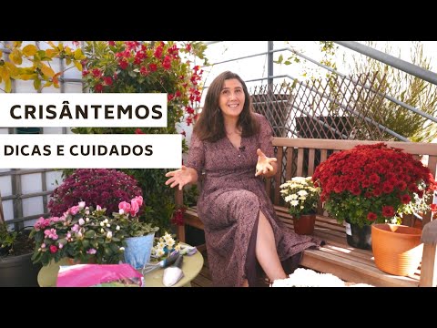 Vídeo: Como Alimentar Crisântemos? Top Curativo No Verão Em Junho. Como Fertilizar Para Que Floresça Mais Rápido? Como Fertilizar Para O Crescimento?