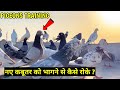 नए कबूतर को भागने से कैसे रोके ? || HOW TO TRAINED NEW PIGEONS