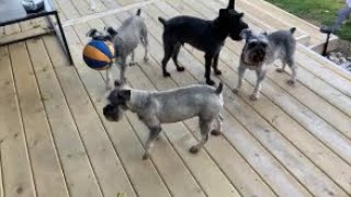 Surgery Scheduled For Mr Grant | Life With 7 Schnauzers screenshot 1