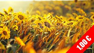 Golden Hour Sunflower Field Close-Up | HD Stock Footage
