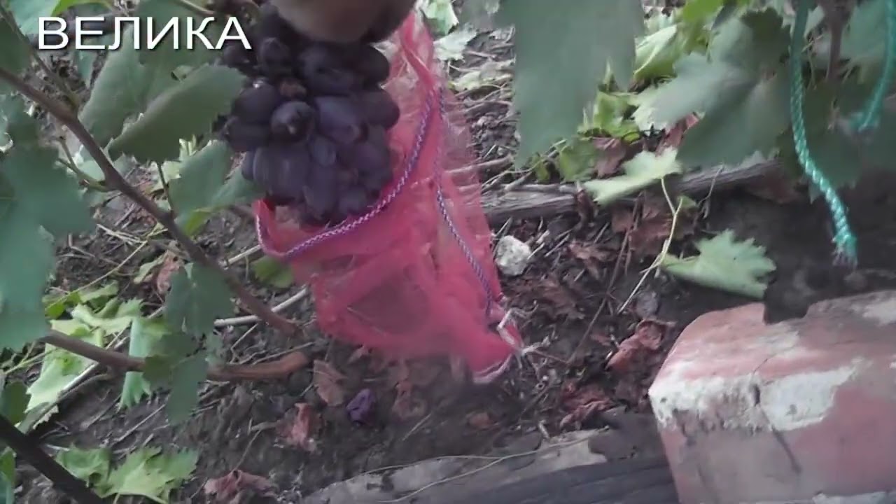 25 р. Маршал, Рембо, Академік, Байконур, Веліка, Барин, Чорнява Дівчина