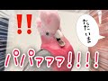 パパが出張から帰ってきて感情が爆発してしまうオウムww【モモイロインコ】