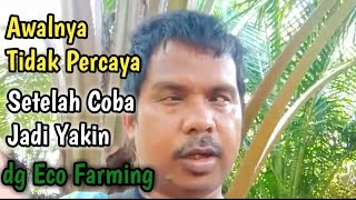 Kesaksian Petani Sawit Setelah Pakai Eco Farming Asal Sulawesi