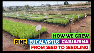 How We Grew Thousands of Pine, Eucalyptus & Casuarina Trees From Seed To Seedling in 2021