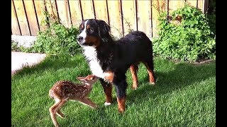 baby deer gets rescued by a kind hearted man