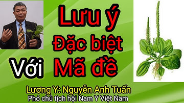 Cây Mã đề chữa bệnh gì tốt nhất - Lương Y: Nguyễn Anh Tuấn