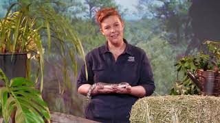 Environmental Education - Lizard Lounge