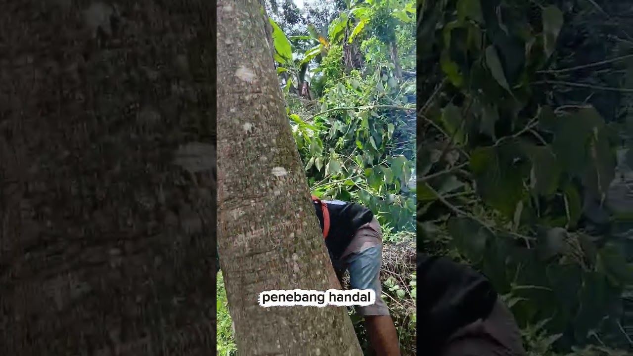 menebang kayu jati putih menggunakan chainsow Newwest788 yang sanget jos