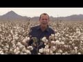 California Cotton Harvest