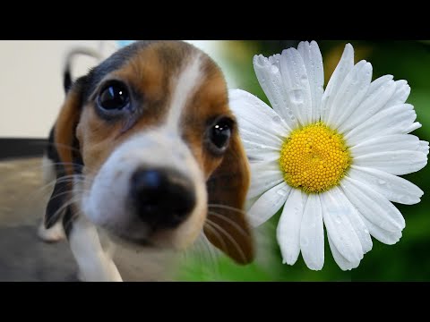 Video: Pet Scoop: Beagle preživi padec z mostu, Znanstveniki ID Kako Tabby dobiva svoje trakove