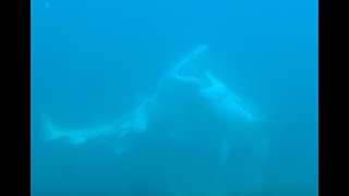 Male Grey Nurse Sharks fighting in low visibility!!
