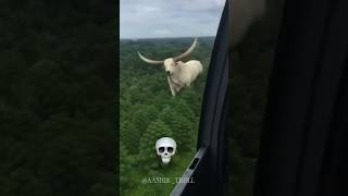 Cow Are not Big 💀