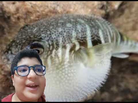 سمكة الفوج اليابانية