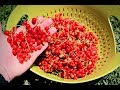 All About Growing Currants: Harvest & Growing Tips